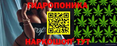 стаф Берёзовский